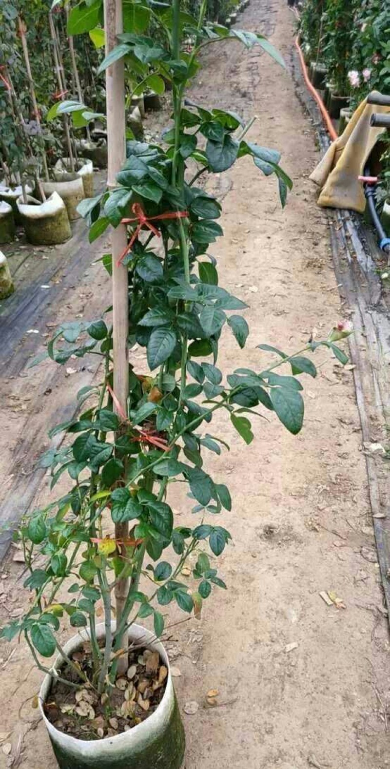 四季开花蔷薇花苗藤本月季花苗爬藤绿植庭院浓香大花阳台花卉