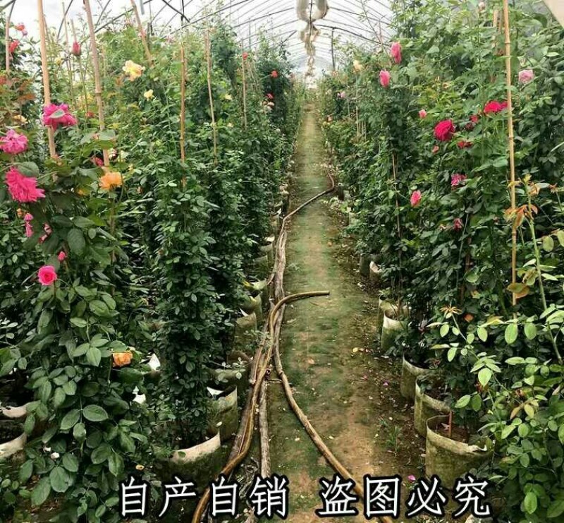 四季开花蔷薇花苗藤本月季花苗爬藤绿植庭院浓香大花阳台花卉