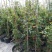 四季开花蔷薇花苗藤本月季花苗爬藤绿植庭院浓香大花阳台花卉