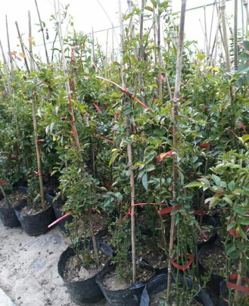 四季开花蔷薇花苗藤本月季花苗爬藤绿植庭院浓香大花阳台花卉