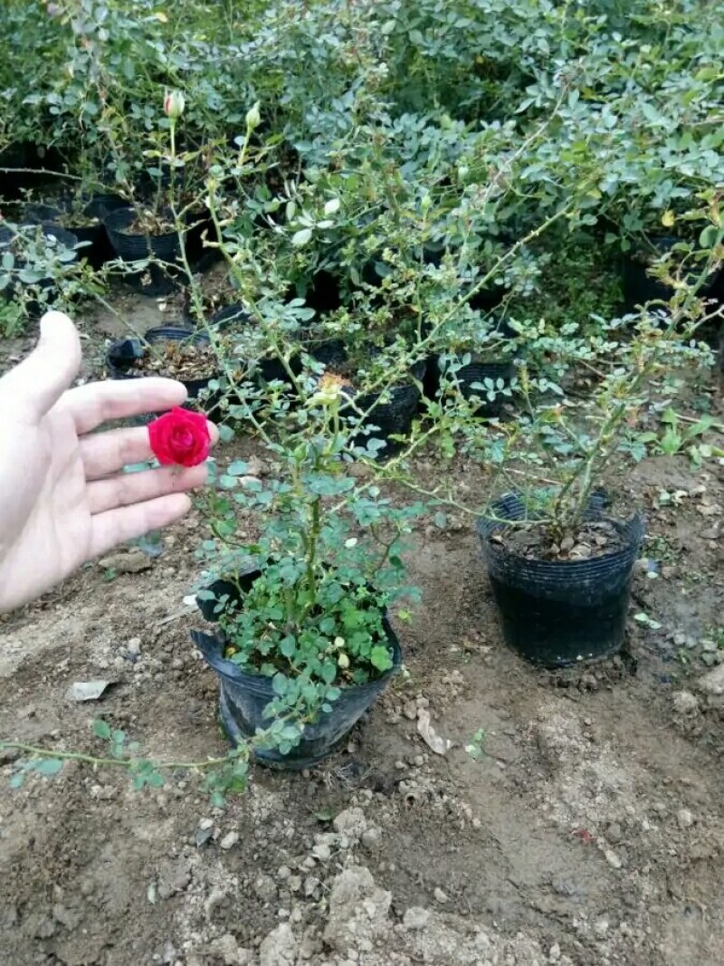 四季开花蔷薇花苗藤本月季花苗爬藤绿植庭院浓香大花阳台花卉
