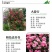 四季开花蔷薇花苗藤本月季花苗爬藤绿植庭院浓香大花阳台花卉