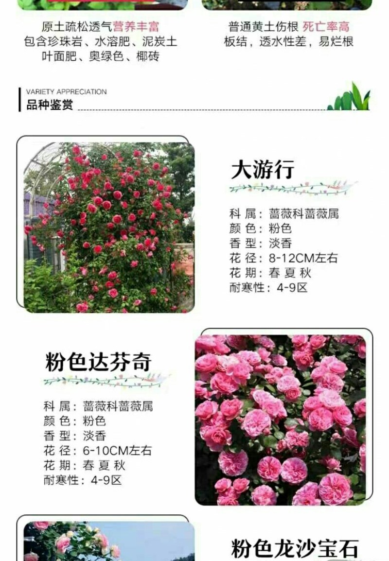 四季开花蔷薇花苗藤本月季花苗爬藤绿植庭院浓香大花阳台花卉