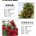 四季开花蔷薇花苗藤本月季花苗爬藤绿植庭院浓香大花阳台花卉