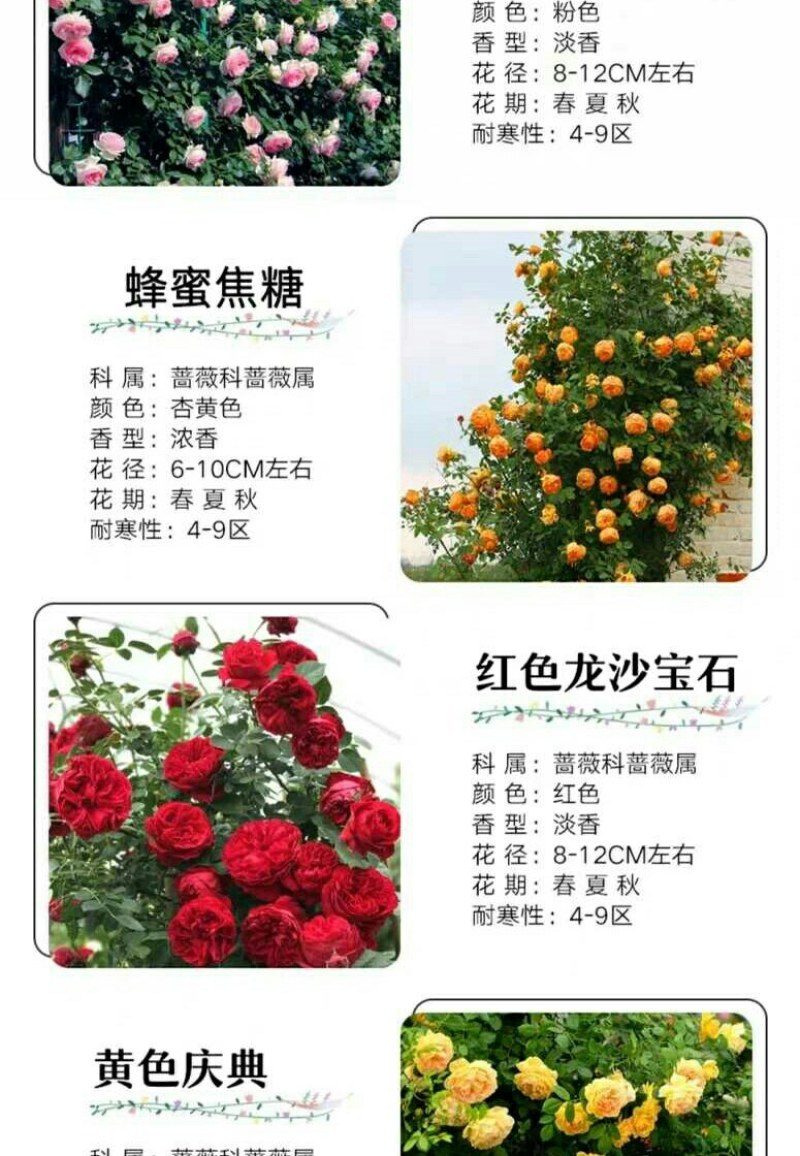 四季开花蔷薇花苗藤本月季花苗爬藤绿植庭院浓香大花阳台花卉