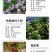 四季开花蔷薇花苗藤本月季花苗爬藤绿植庭院浓香大花阳台花卉