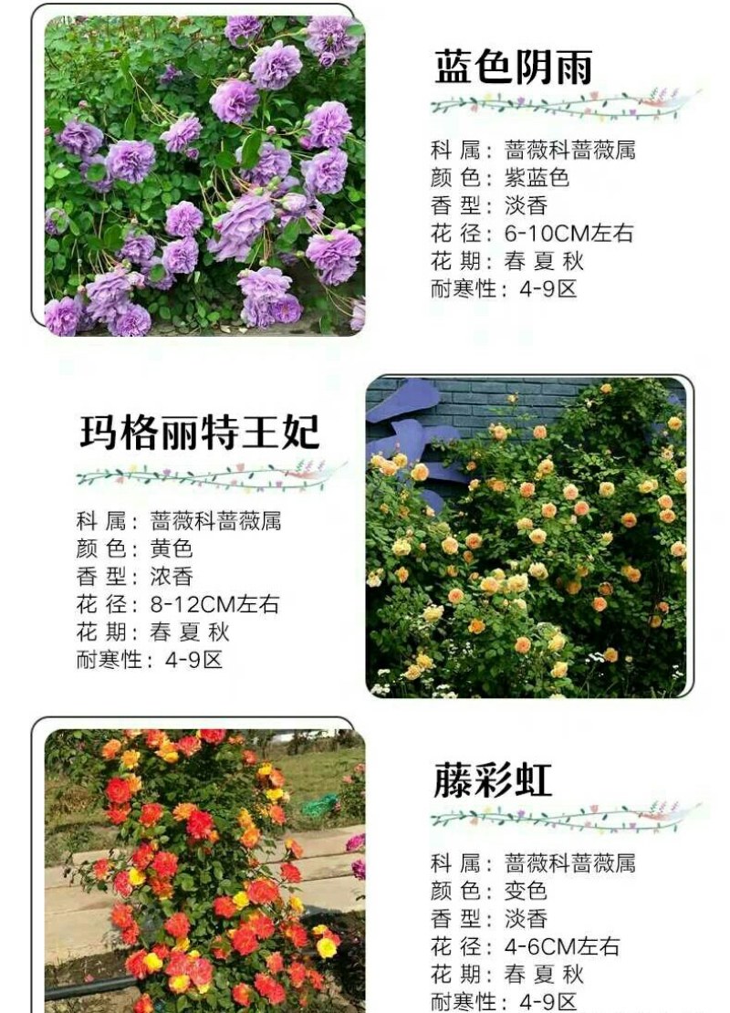 四季开花蔷薇花苗藤本月季花苗爬藤绿植庭院浓香大花阳台花卉
