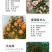 四季开花蔷薇花苗藤本月季花苗爬藤绿植庭院浓香大花阳台花卉