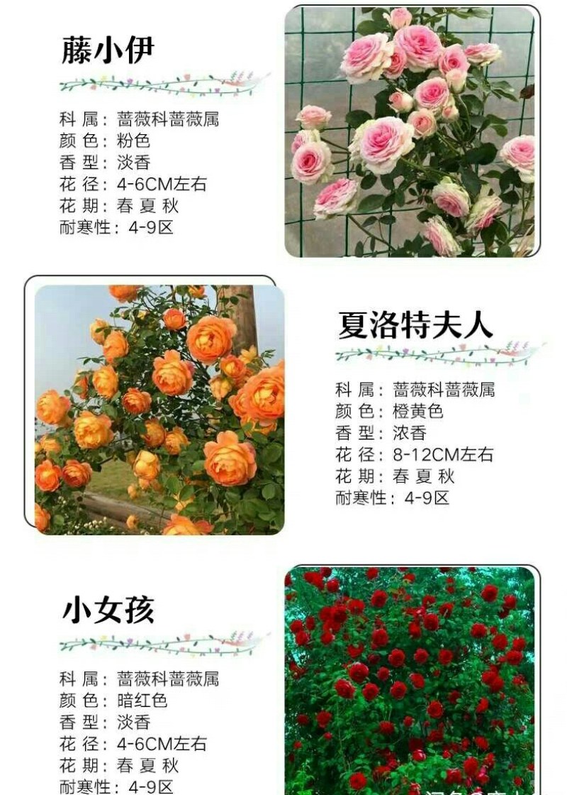 四季开花蔷薇花苗藤本月季花苗爬藤绿植庭院浓香大花阳台花卉