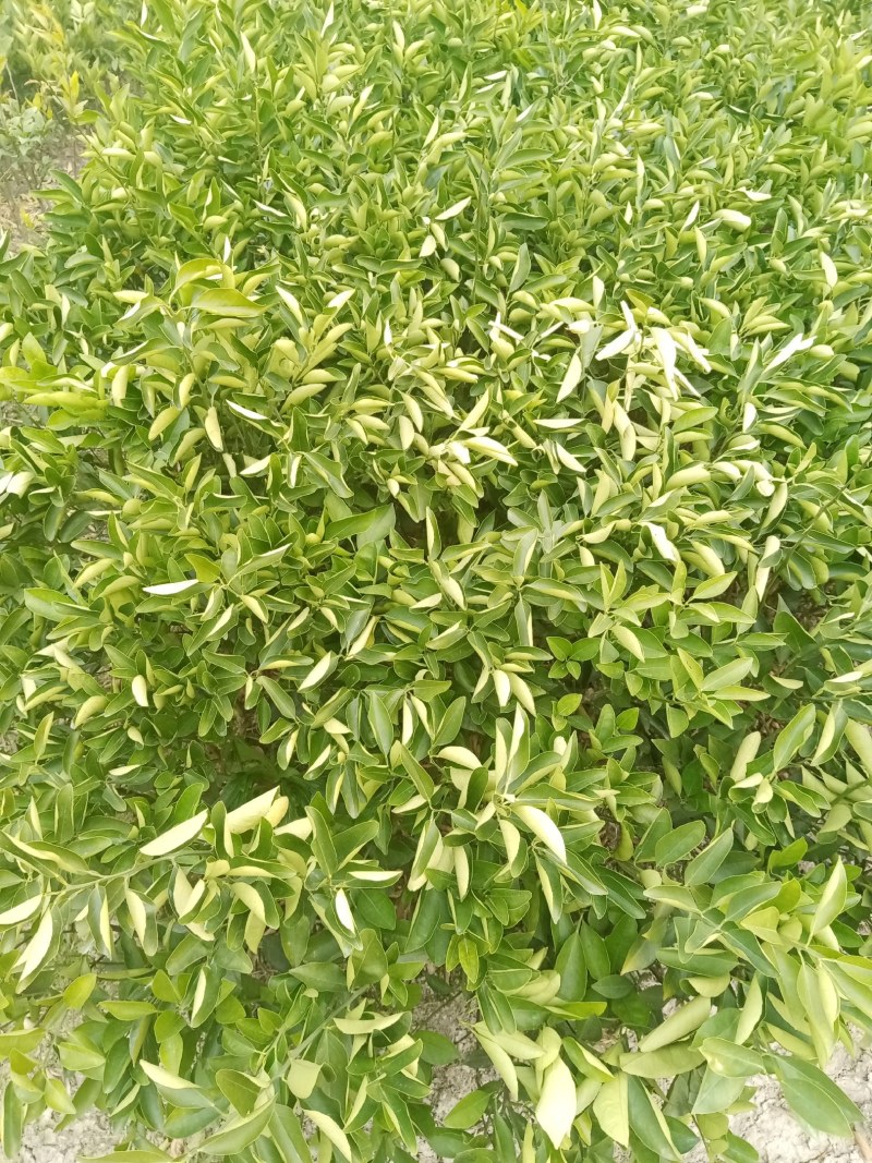 晚熟品种夏橙苗成熟期4月成活率高，三年杯苗欢迎采购