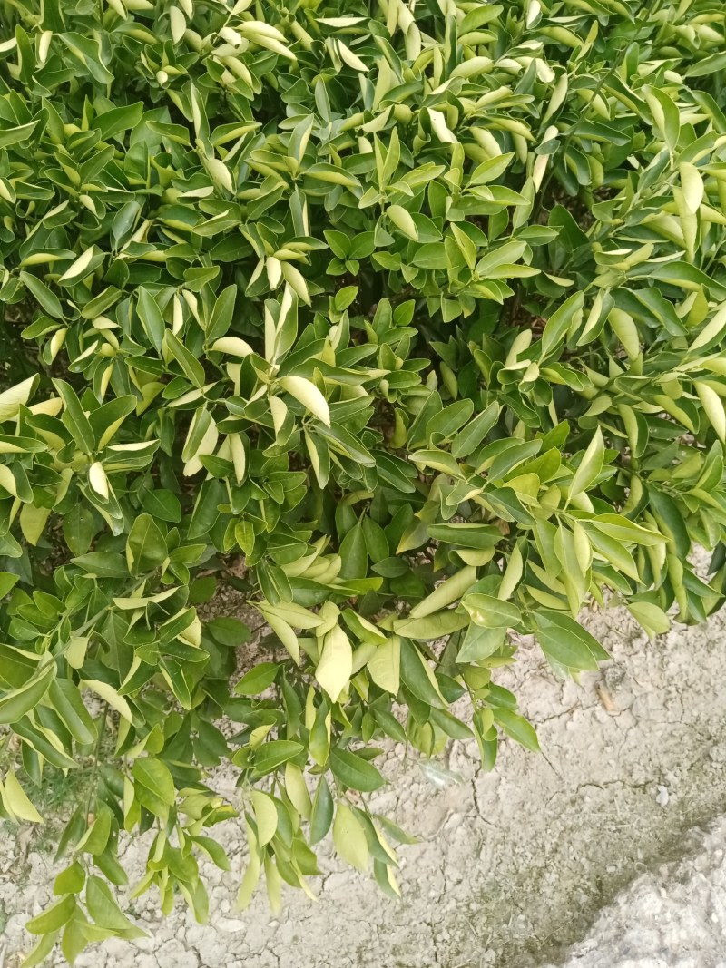 晚熟品种夏橙苗成熟期4月成活率高，三年杯苗欢迎采购