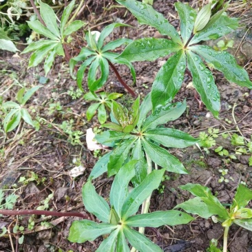想致富就得先学会种植