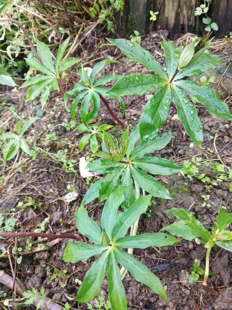 想致富就得先学会种植