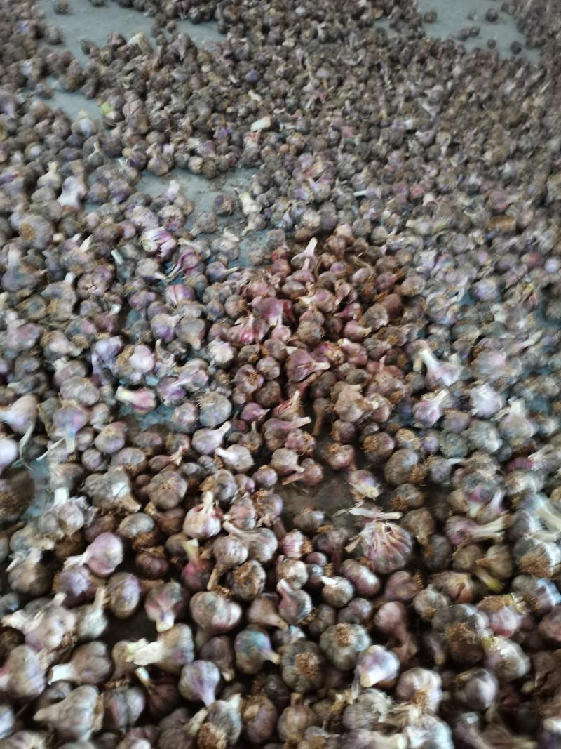 云南曲靖越州紫皮大蒜香蒜，货源充足欢迎各位老板前来骚扰
