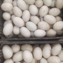 双黄鸭蛋平均3-4个一斤大量有货