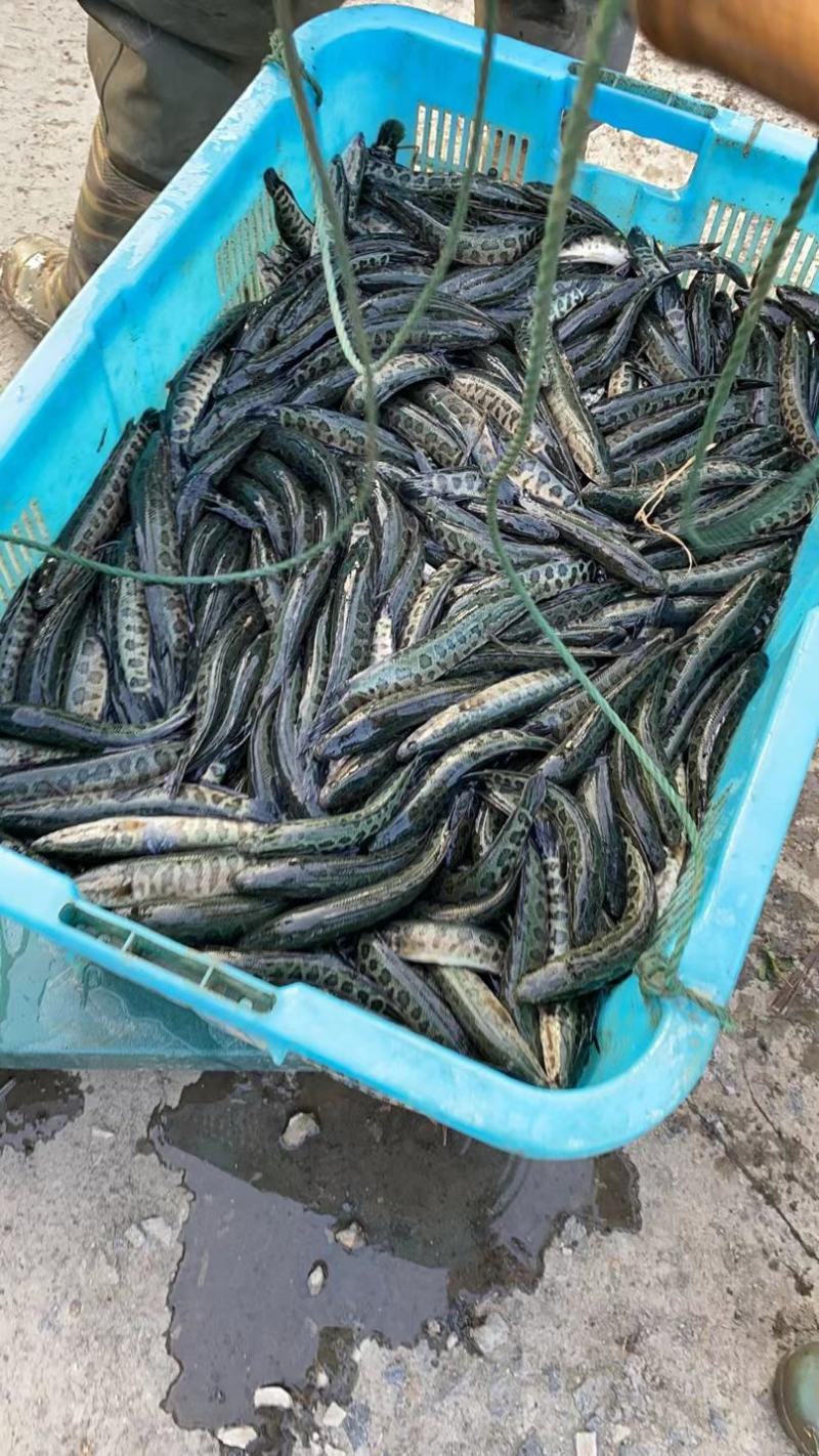 【荐】黑鱼浙江黑鱼苗乌鱼氧气活体运输水车送货上门