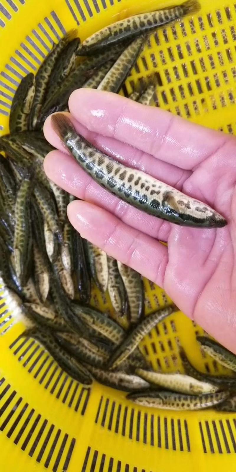 【荐】黑鱼浙江黑鱼苗乌鱼氧气活体运输水车送货上门