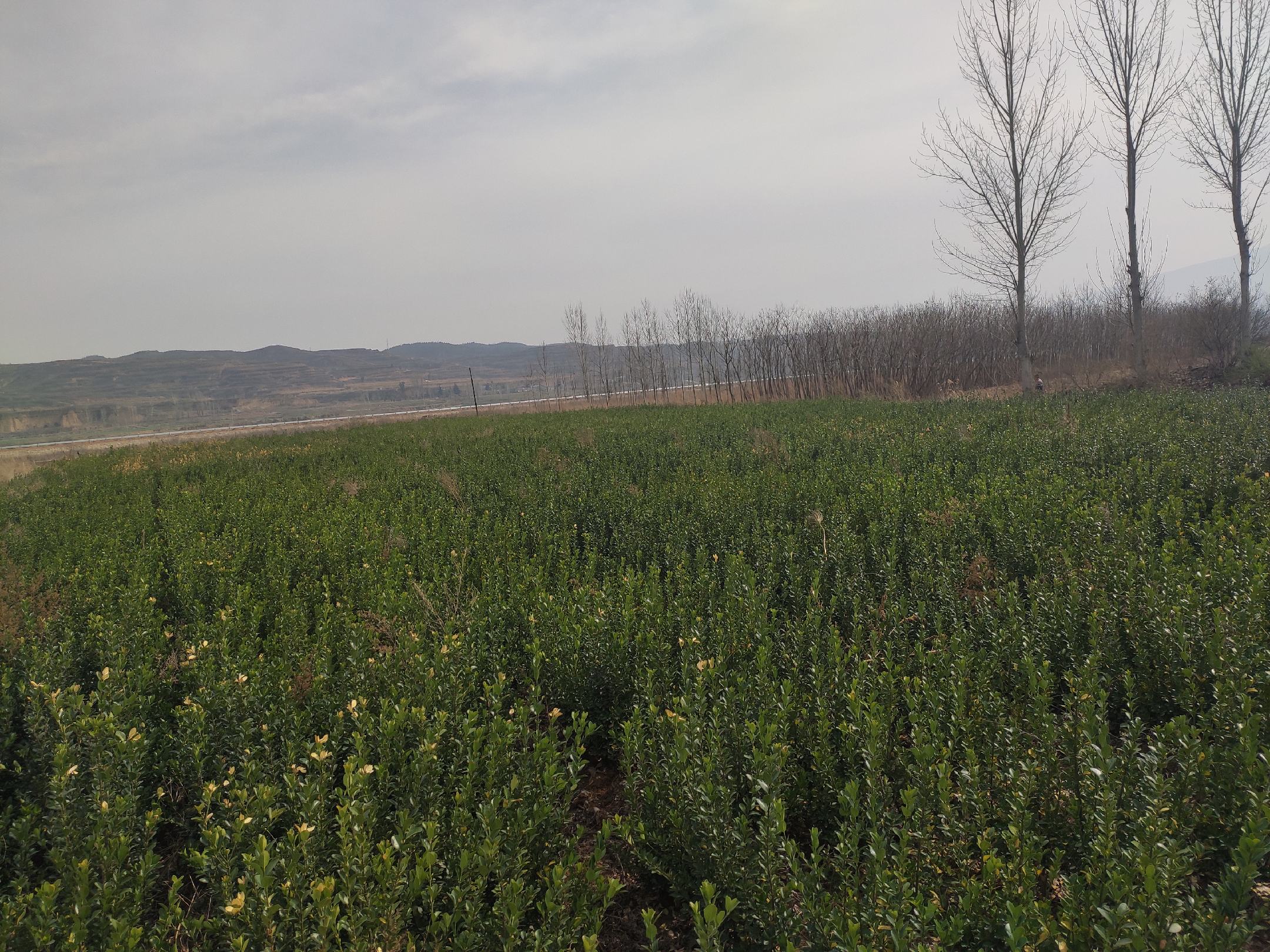 青冈树林下灵芝种植基地全景