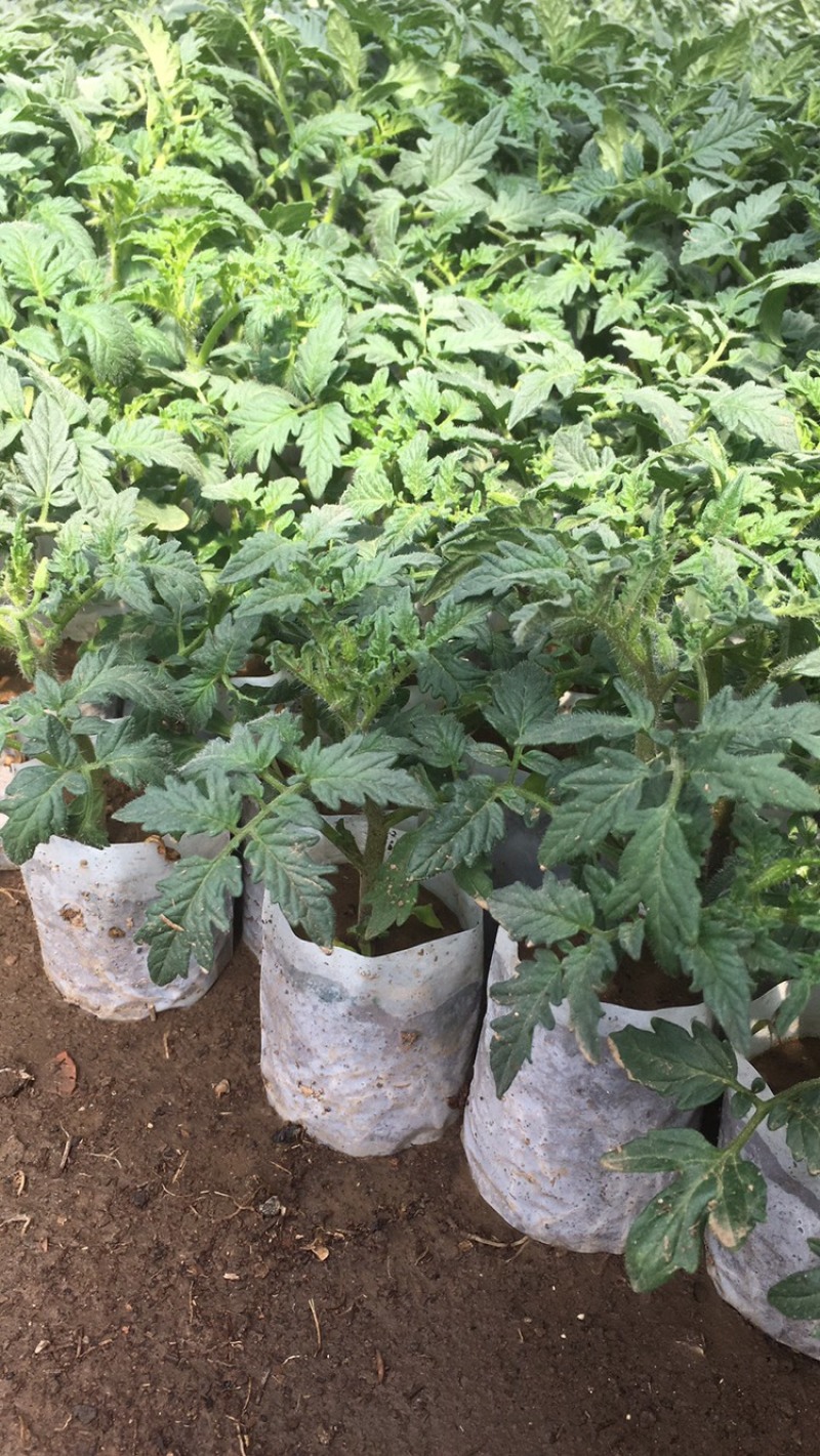 西红柿苗，草莓番茄，硬粉绿淀番茄，紫番茄