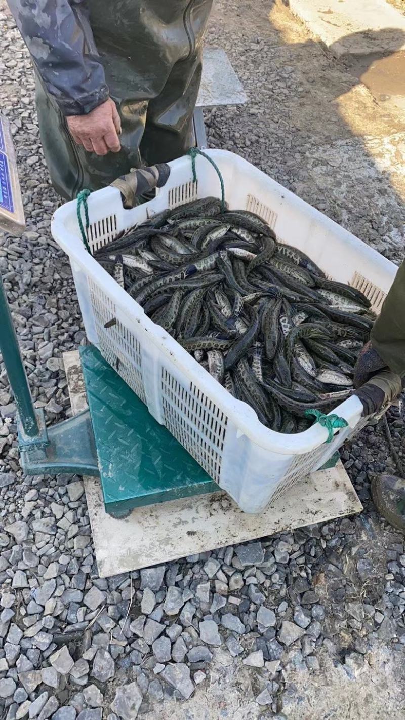 【荐】黑鱼浙江黑鱼苗乌鱼氧气活体运输水车送货上门