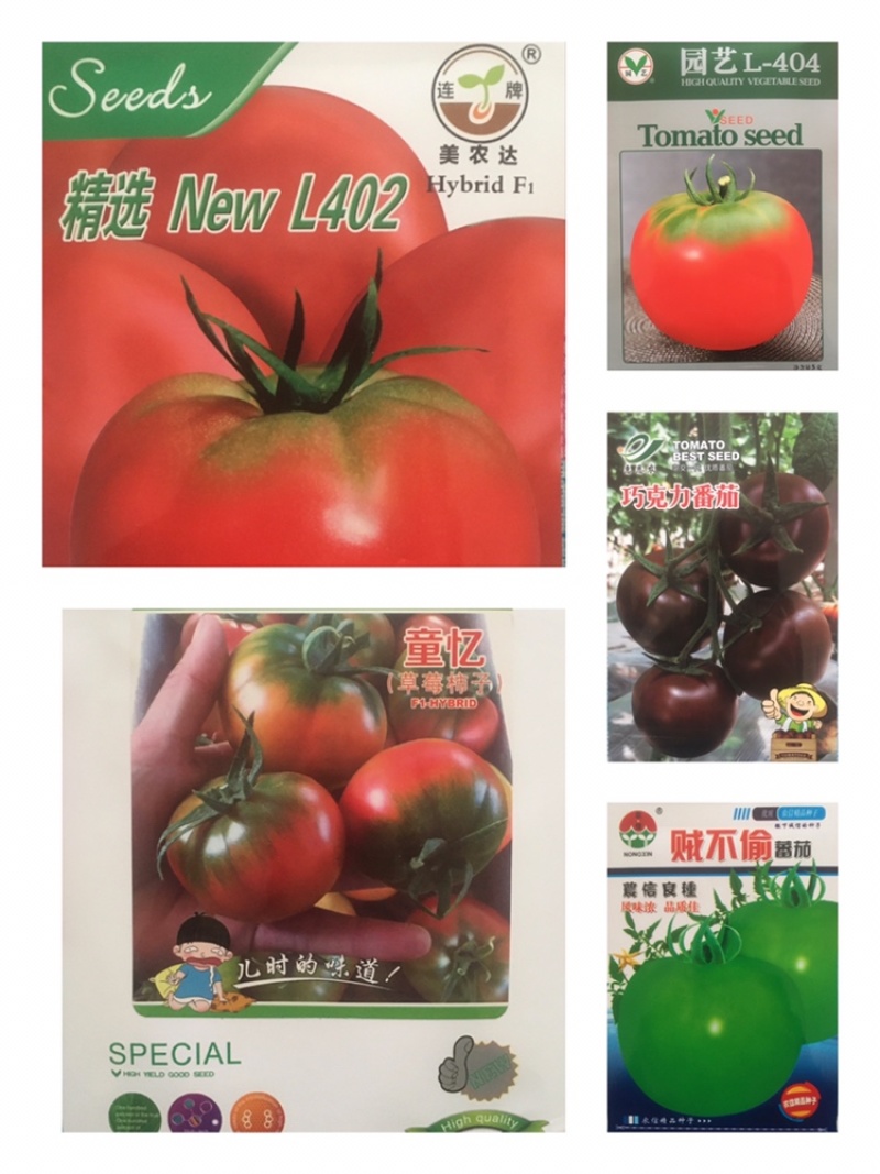 西红柿苗，草莓番茄，硬粉绿淀番茄，紫番茄