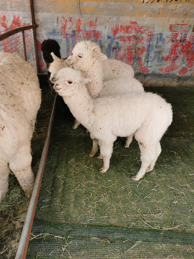 （基地直供）精品萌宠羊驼全国可发货货源充足