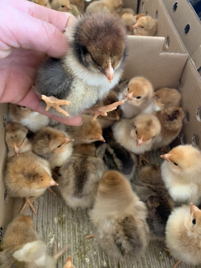 大种K9、822质量保证，特大型鸡苗，长势良好