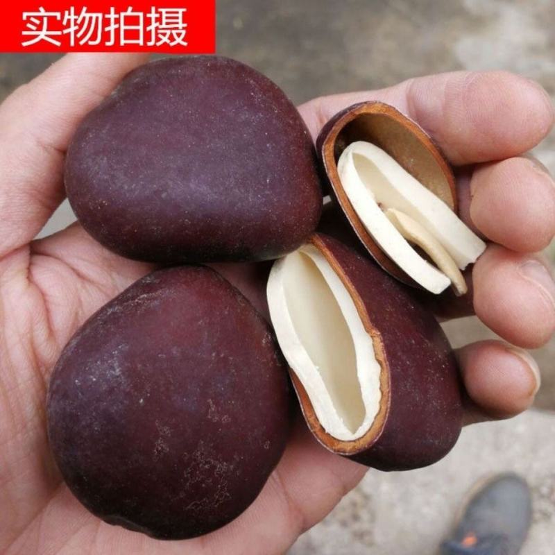 过江龙子木腰子云南实拍图干净无杂一公斤起