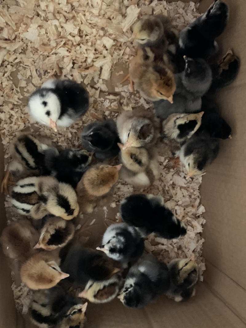 越南鬼子斗鸡，纯种斗鸡苗，常年供应品种优良