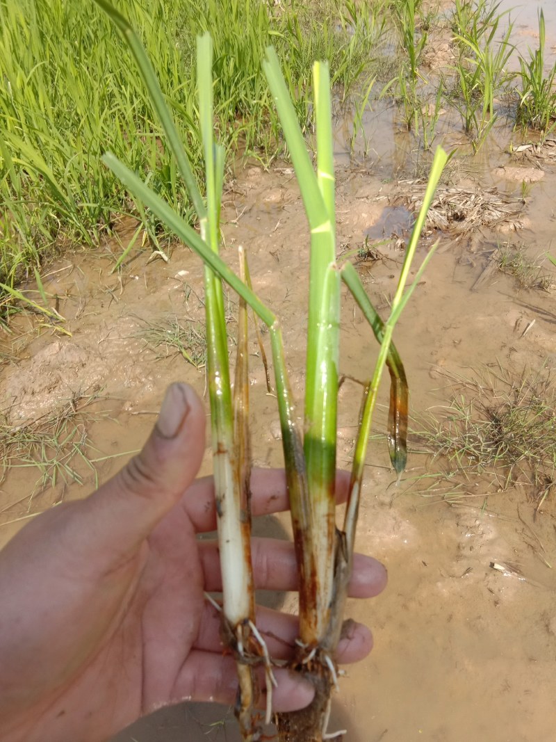 安徽省六安市大量供应浙大一号早熟双季茭白苗，包运费技术。