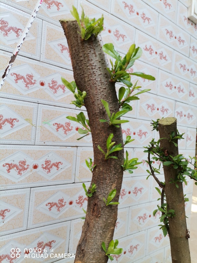 火棘盆景地景素材生桩大量供应