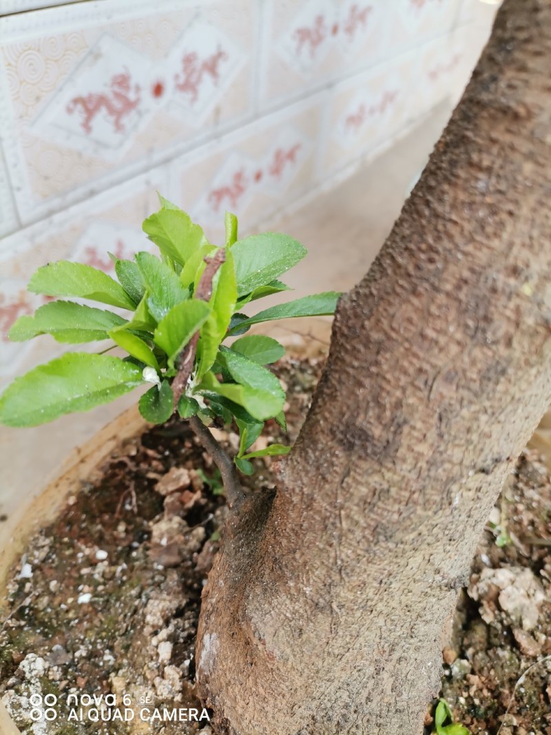 火棘盆景地景素材生桩大量供应