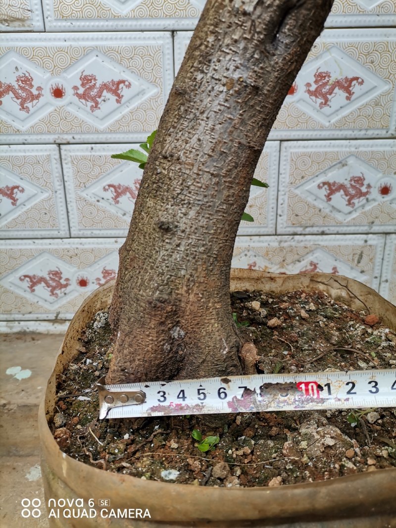 火棘盆景地景素材生桩大量供应