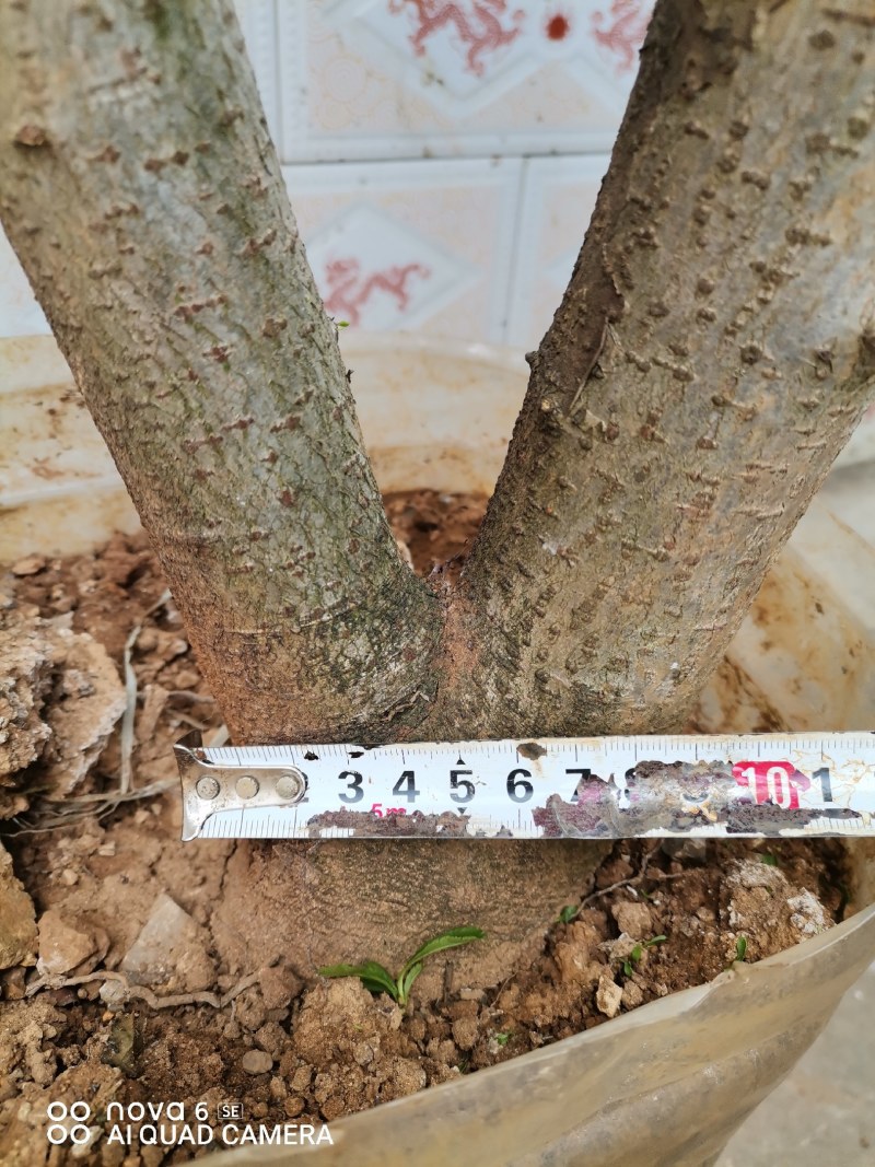 火棘盆景地景素材生桩大量供应
