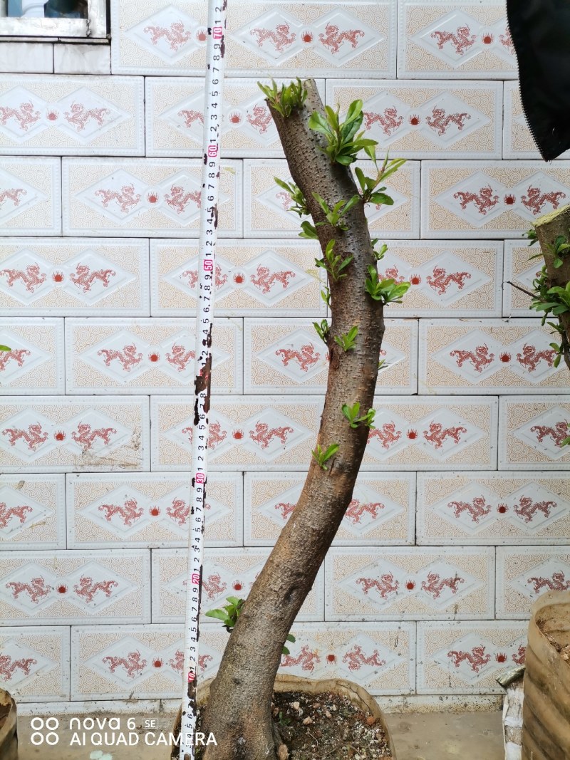 火棘盆景地景素材生桩大量供应
