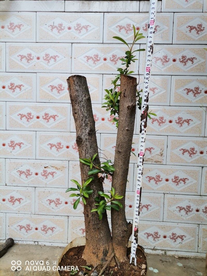 火棘盆景地景素材生桩大量供应