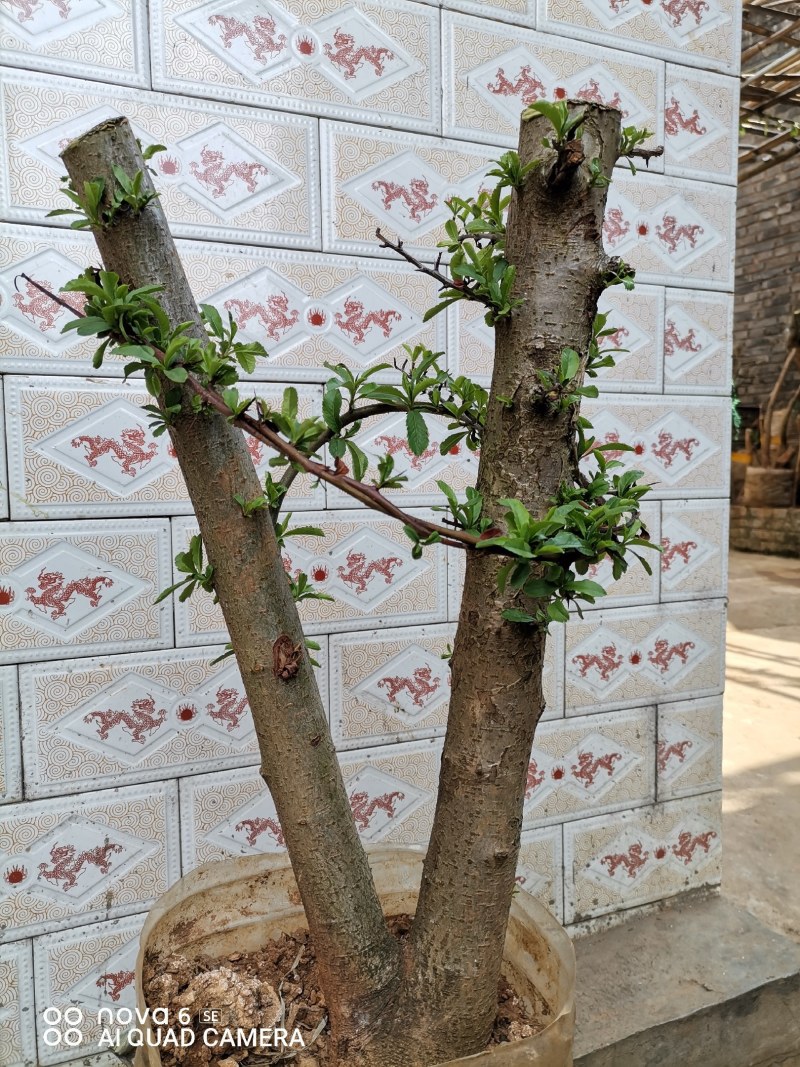 火棘盆景地景素材生桩大量供应
