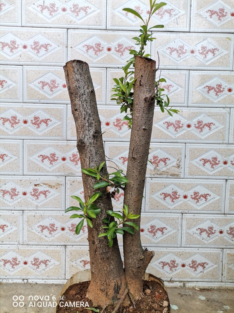 火棘盆景地景素材生桩大量供应