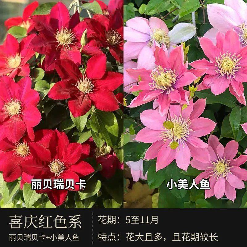 铁线莲爬藤植物苗重瓣阳台盆栽花卉庭院藤本花苗攀爬花大河铁