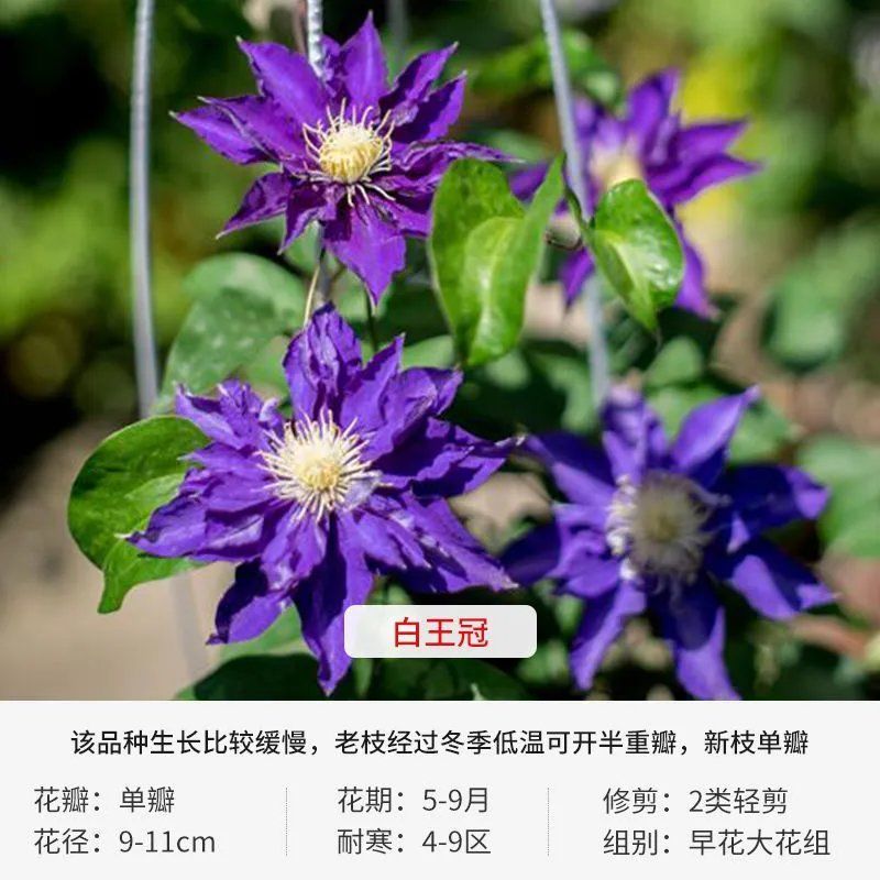 铁线莲爬藤植物苗重瓣阳台盆栽花卉庭院藤本花苗攀爬花大河铁