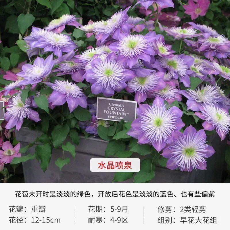 铁线莲爬藤植物苗重瓣阳台盆栽花卉庭院藤本花苗攀爬花大河铁