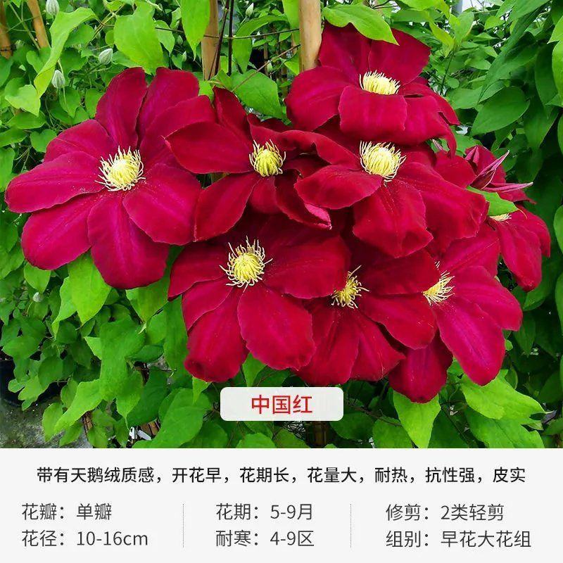 铁线莲爬藤植物苗重瓣阳台盆栽花卉庭院藤本花苗攀爬花大河铁