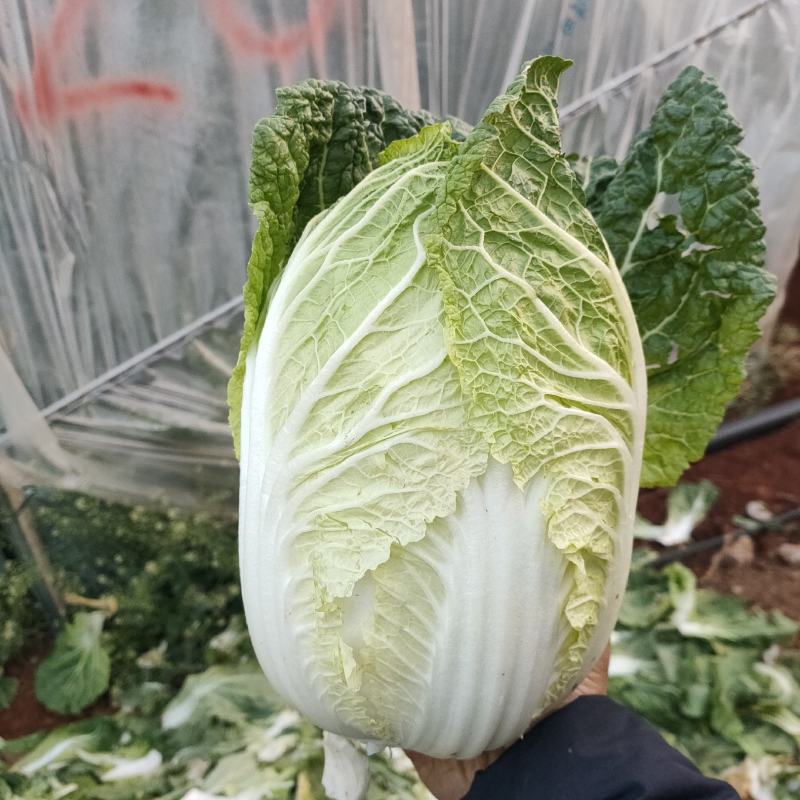 露天黄心大白菜，不带黄叶子，长期有货，