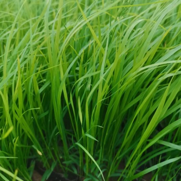 狼尾草，狼尾草基地固堤防沙护坡观赏狼尾草，多年生