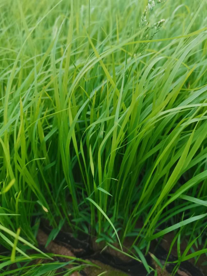 狼尾草，狼尾草基地固堤防沙护坡观赏狼尾草，多年生