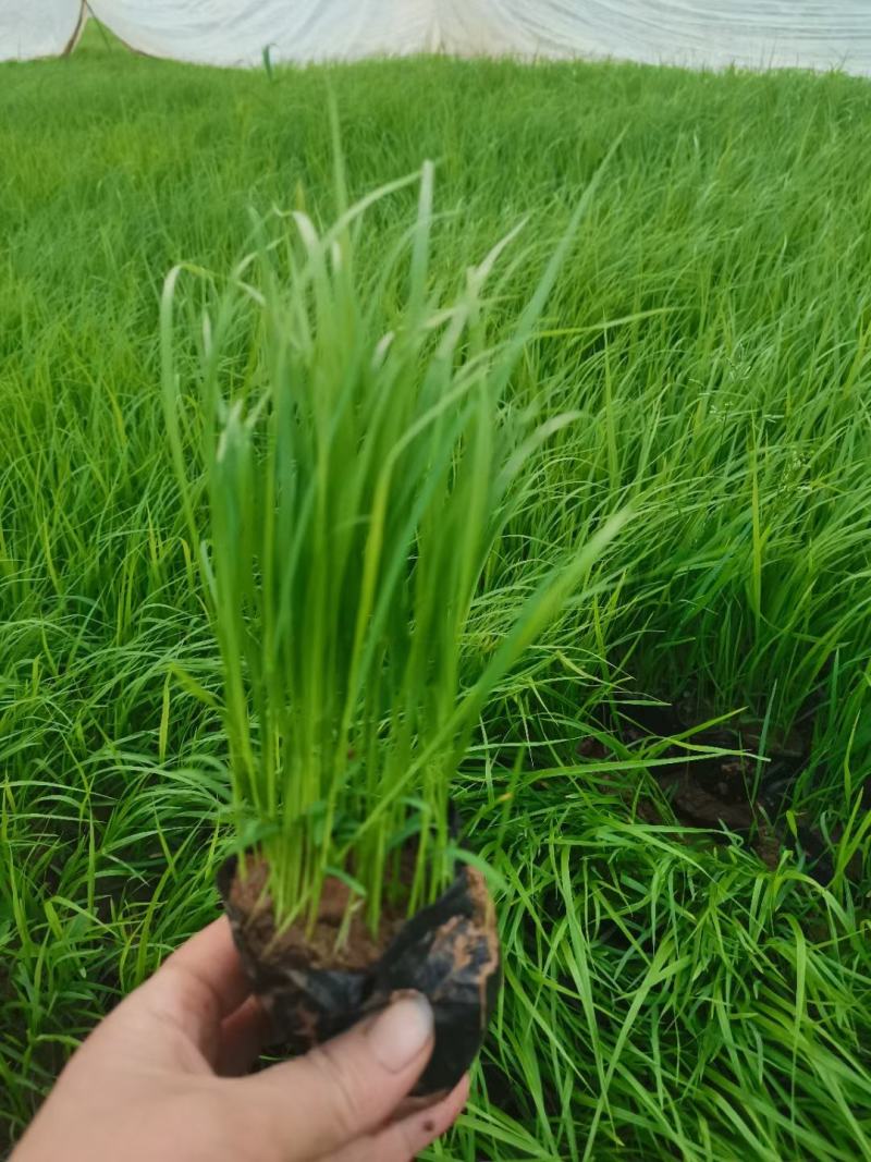 狼尾草，狼尾草基地固堤防沙护坡观赏狼尾草，多年生