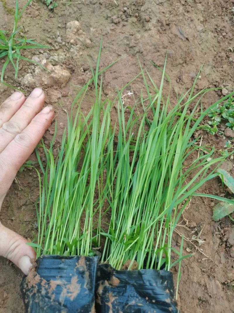 狼尾草，狼尾草基地固堤防沙护坡观赏狼尾草，多年生
