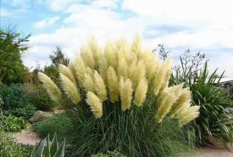 矮蒲苇圆锥花絮，用于园林绿化或岸边栽植的观赏草基地