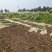 矮蒲苇圆锥花絮，用于园林绿化或岸边栽植的观赏草基地