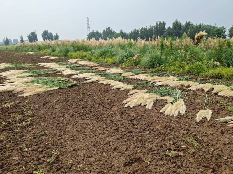 矮蒲苇圆锥花絮，用于园林绿化或岸边栽植的观赏草基地